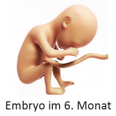 Embryo 6. Monat