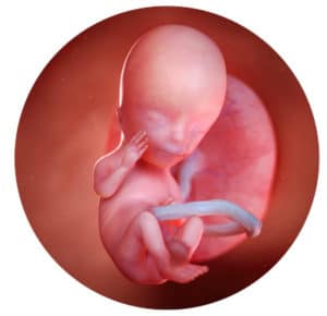 Embryo in der 13. Schwangerschaftswoche
