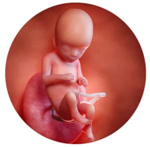 Embryo in der 16. Schwangerschaftswoche