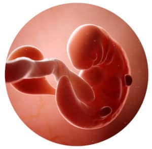 Embryo in der 6. Schwangerschaftswoche