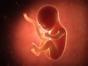Embryo in der 18. Schwangerschaftswoche (SSW)