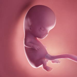 Embryo in der 10. Woche