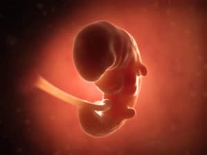 Menschlicher Embryo im ersten Monat