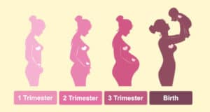 die einzelnen Trimester in den Schwangerschaftsphasen